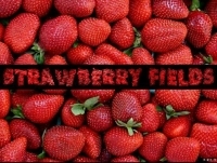 Strawberry Fields